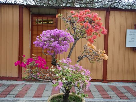 Cantuman bunga kertas kahwin 10 warna how to graft bougainvillea. Alviian Ds: Mengawinkan Bunga Kertas