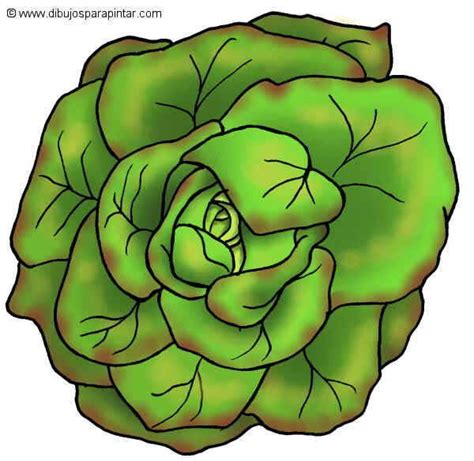 Dibujo Grande De Lechuga Botanical Online Cute Food Art Clip Art