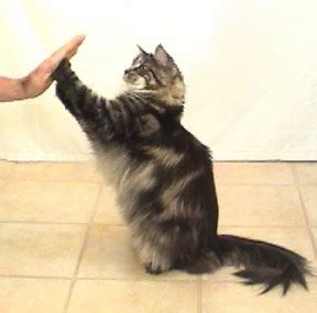 *free* shipping on qualifying offers. Clicker Training with Cats - Urbane Animal Behavior