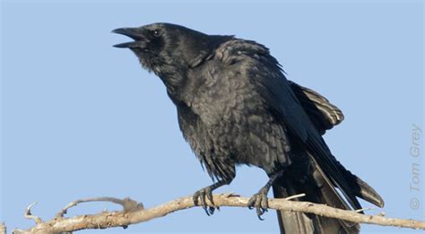 Crow Or Raven Whos Who Birdnote