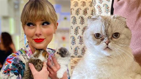 Taylor Swifts Cat Olivia Is One Of The Wealthiest Pets Reportedly