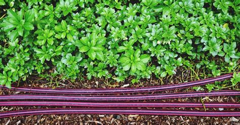 Follow these few steps, and your garden should be it's important to water with a soaker hose in a specific way. How to Install and Use a Soaker Hose in Your Garden