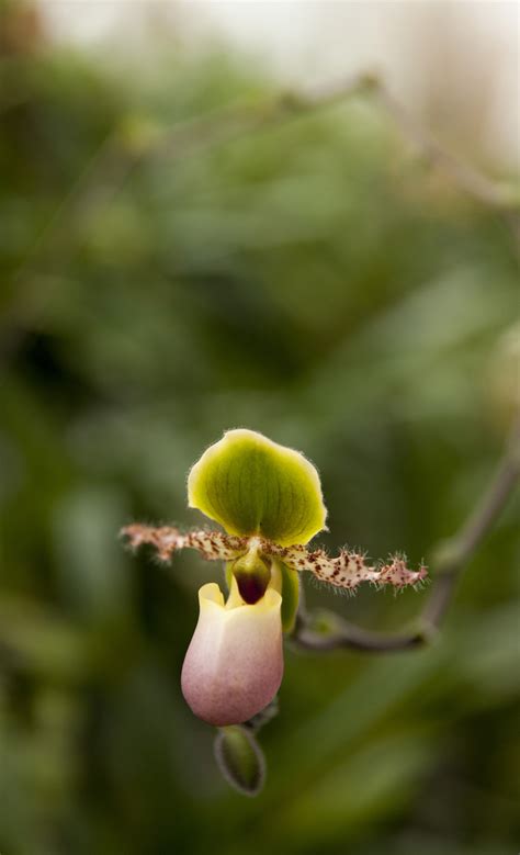 Sex Lies—and Orchids Science Talk Archive