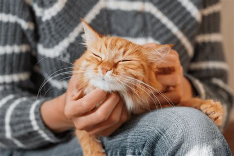 Friendliest Cat Breeds 15 Lap Loving Felines To Replace Your Dog