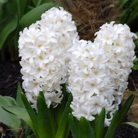 Hyacinth White Pearl Hardy Flower Bulbs Perennial Etsy