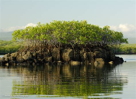Mangroves Black Turtle Cove Santa Cruz Island Andreas And Angelika
