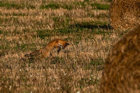 Wild Red Fox Or Vulpes Vulpes Hunts Mice In Field Stock Photo Image