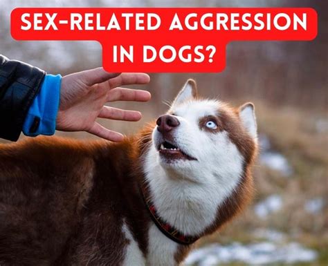 Pet Sexdogs Sex Related Aggression — What Exactly Is It And Theres