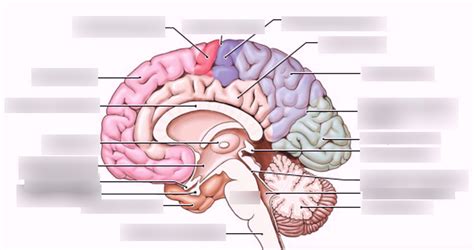Midsagittal Section Of The Brain Part 3 Diagram Quizlet