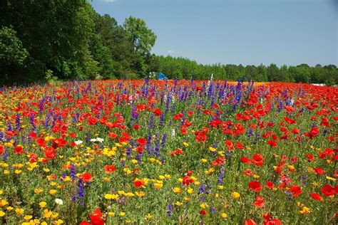 It loves hot, humid, sunny weather and shows its best colors in full sun. Which NC Roadside Has The Best Wildflowers? | WUNC