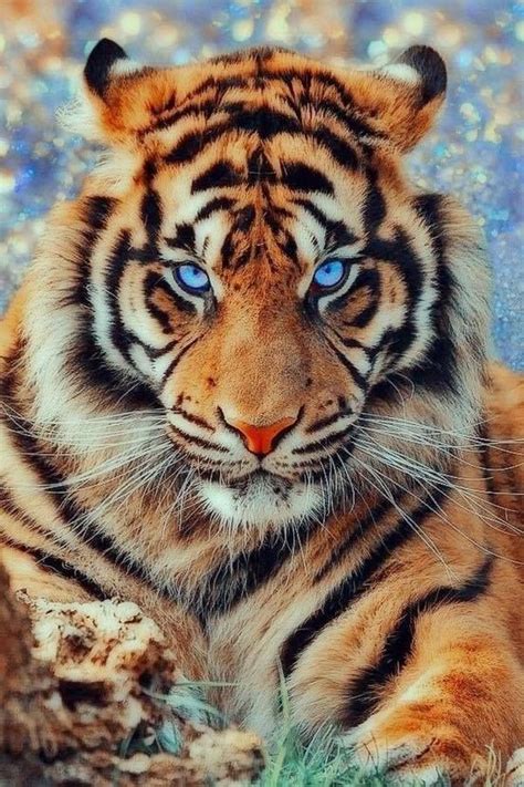 Wallpaper 414 Tiger Pictures Big Cats Photography Majestic Animals