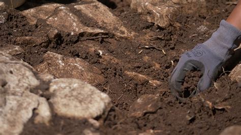 Footage Of Archeologist Removing Soil With Stock Footage Sbv 338112842