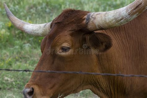 Bull Head Profile Stock Image Image Of Rural Horns 99698485