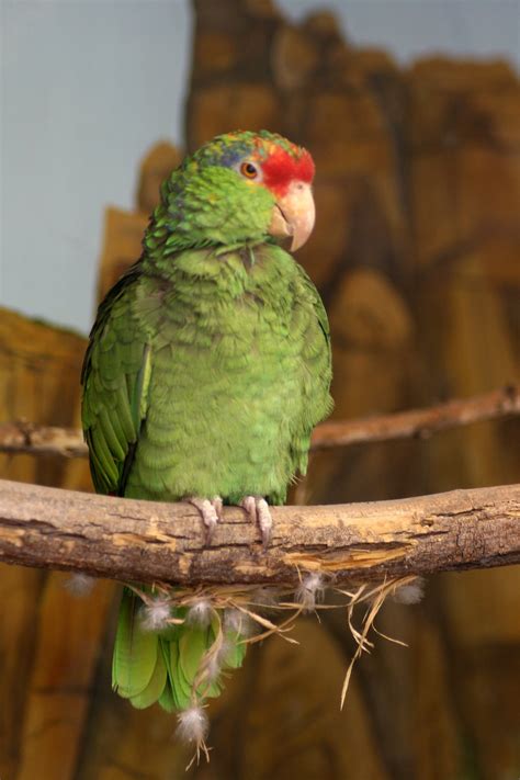 Top 14 Amazon Parrots To Keep As Pets Pet Keen