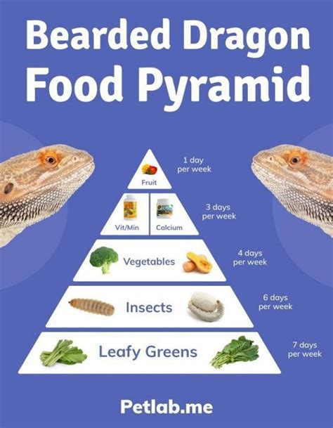 Be sure you're providing this before eliminating this as a possible cause. What do bearded dragons eat? How often should bearded ...