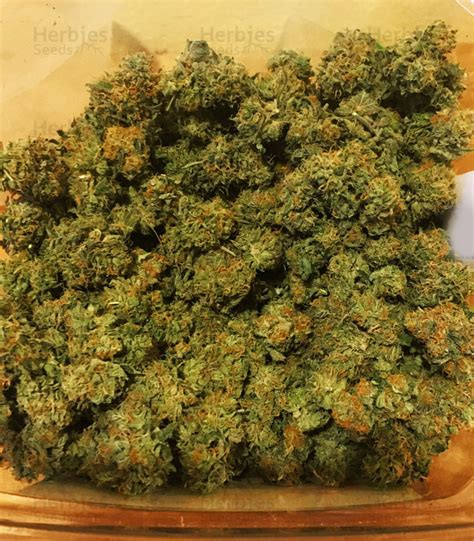 Check spelling or type a new query. Gelato 33 | Strain information | Seeds for sale | Customer ...
