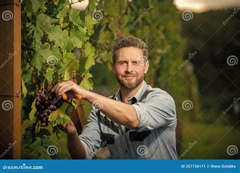 Male Viticulturist Cutting Grapevine With Garden Scissors Vinedresser