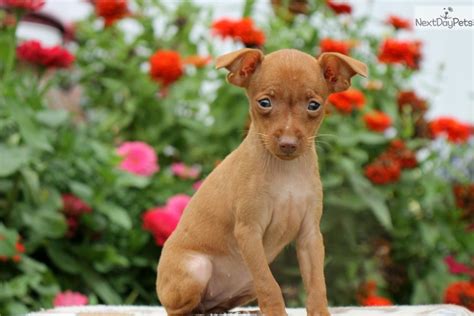 Miniature Pinscher Puppy For Sale Near Lancaster Pennsylvania