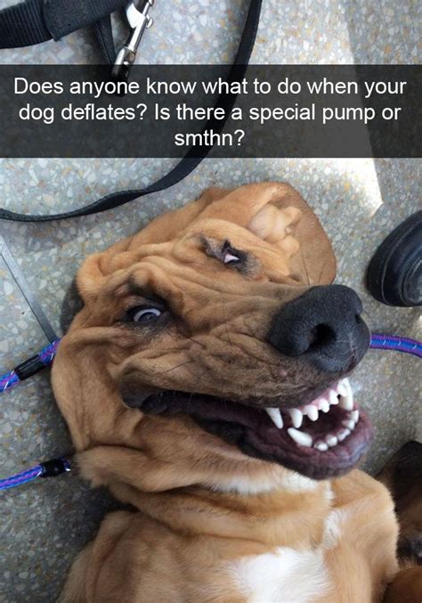 10 Hilarious Dog Snapchats That Are Impawsible Not To