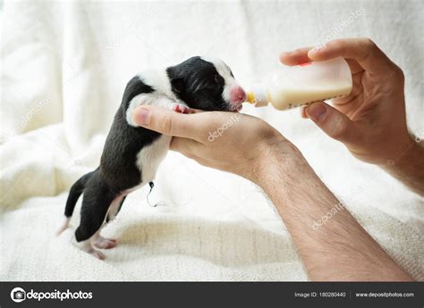 How Much To Bottle Feed Newborn Puppy