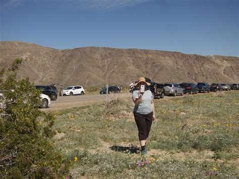 Anza Borrego Wildflowers March 2017 44 Of 91