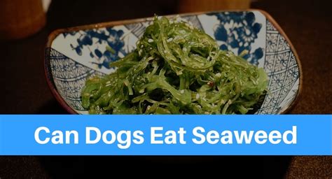 The short answer is yes, cats can safely eat cucumber. Can Dogs Eat Seaweed? - Petsolino