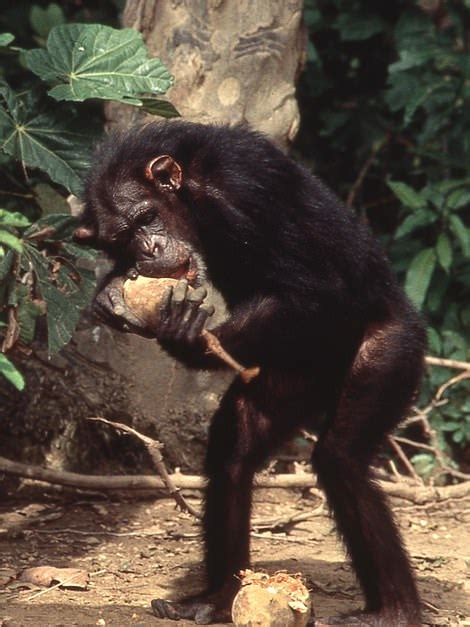 Woman Says She Regrets Raising Lucy The Chimp As Her Own Daughter