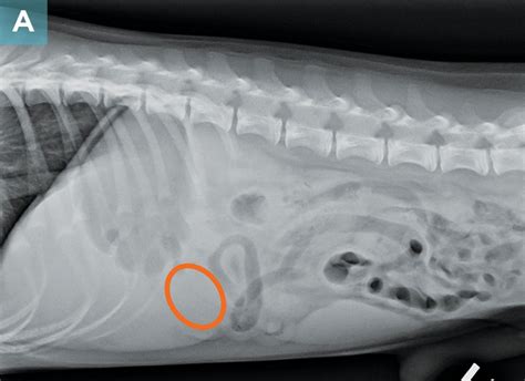 Diagnosing Canine Abdominal Organ Torsions Twisted In Every Way