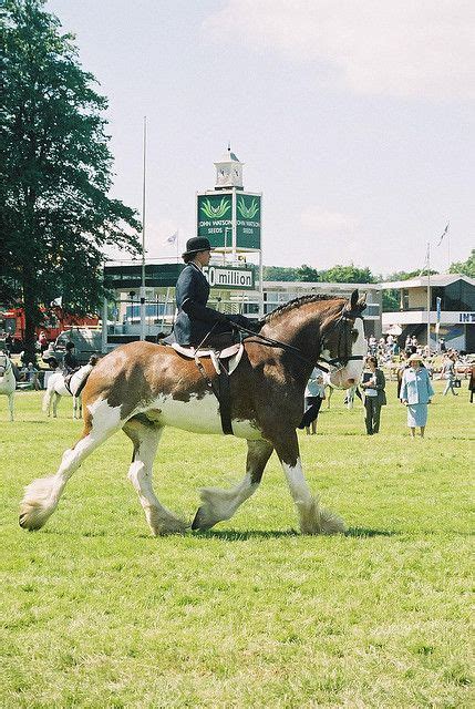 Lady Riding A Clydesdale Side Saddle Horses Clydesdale Horses