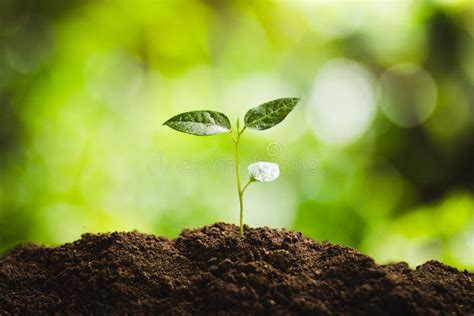 Planting Trees Tree Growth Seeding Fourth Step Seed Is A Tree Stock