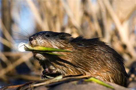 They are a nuisance animal that should not be allowed to run free near. Muskrats Trapping & Removal in VA - Muskrat Damage