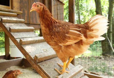 Open up the pen and take out the tube of ink. How to Build a Chicken Coop - Modern Farmer