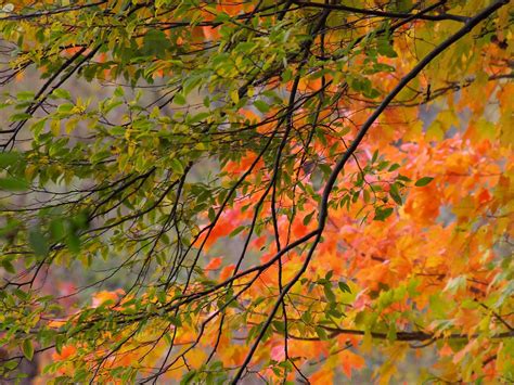 Branches Of Autumn Free Photo Download Freeimages