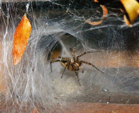 Grass Spiders Gtm Research Reserve Arthropod Guide · Inaturalist