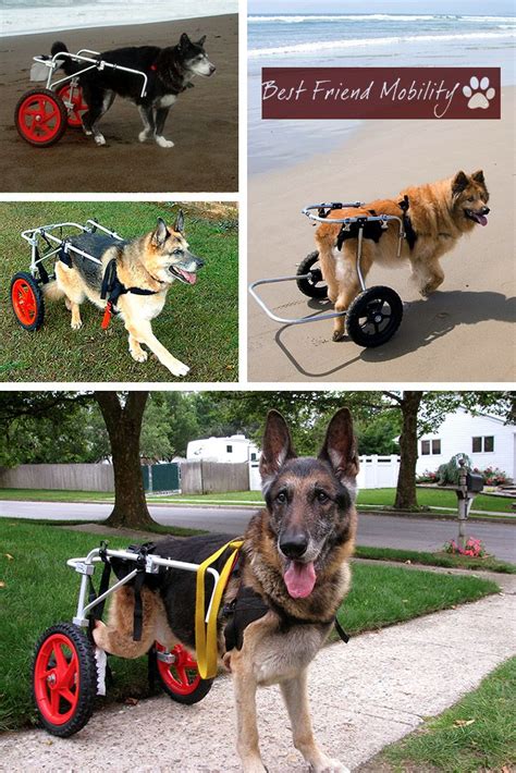 Best Friend Mobility Carts Online Pet Supplies Cute Animals Pets