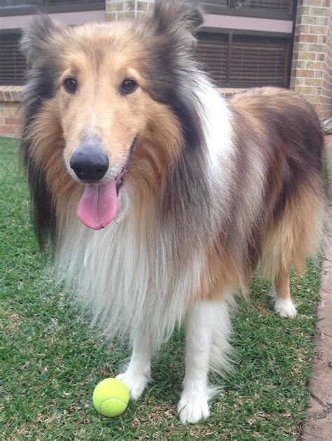 Zac Large Male Collie Rough Dog In Nsw Petrescue