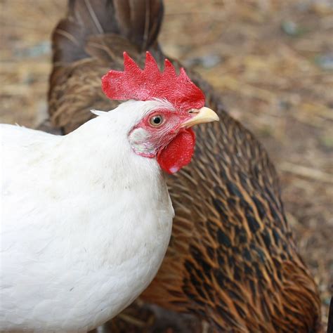 California White Chicken Complete Breed And Care Guide Eco Peanut