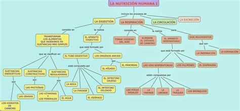 Conocimiento Del Medio 6º Primaria Mapa Conceptual La Nutrición I