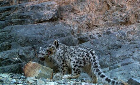 7 Essential Facts About Snow Leopard Cubs Snow Leopard Trust