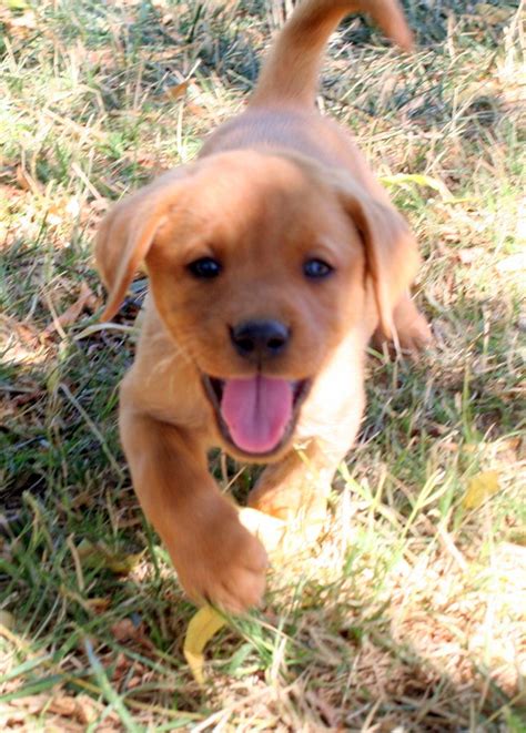 We have a 12 month old (last week) fox red labrador. Best 20+ Fox red labrador ideas on Pinterest | Red ...
