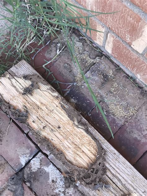 When you need pest control services in phoenix, there is no one better to trust than varsity termite & pest control. Gallery Of Pest Control in Lubbock | Pest Control in ...