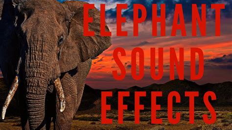 Elephant Sound Effects Majestic Sound Of Elephant Youtube