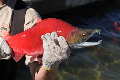 9 Places To See Bright Red Kokanee Salmon In Utah This Fall Koal