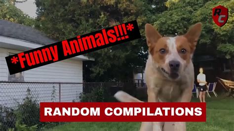 Random Compilations Funny Animal Compilation Youtube