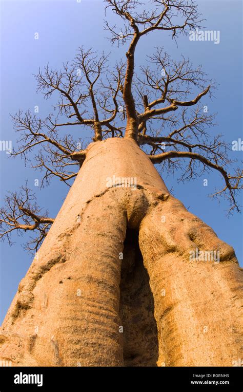 Baobabs Adansonia Grandidieri Morondava Madagascar Stock Photo Alamy