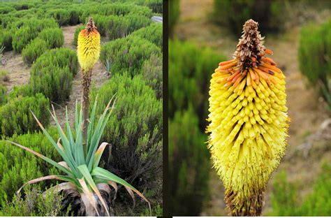 Kniphofia Foliosa Bale Mountains Ethiopia With Images Plants