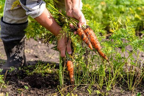 How To Grow Carrots Diy Garden