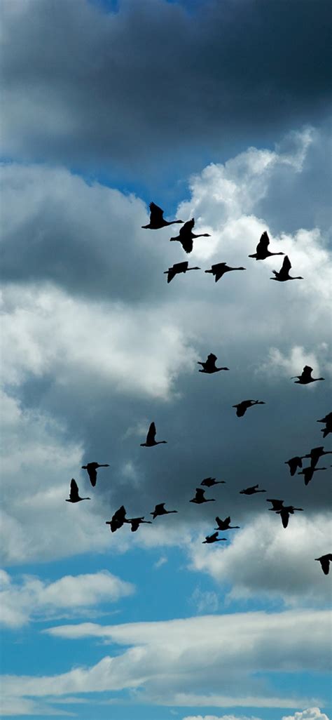 Birds Fly On The Sky Through The Clouds Hd Wallpaper
