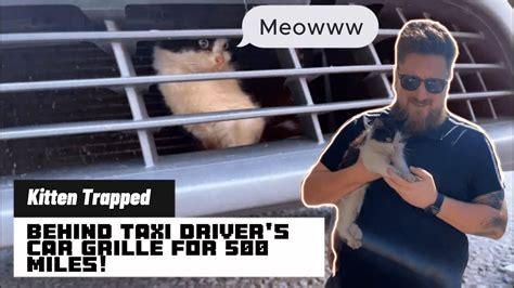 Adventures Of Gizmo Kitten Trapped Behind Taxi Drivers Car Grille For 500 Miles Youtube