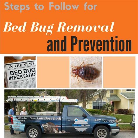 Steps To Follow For Bed Bug Removal And Prevention Bed Bug Control